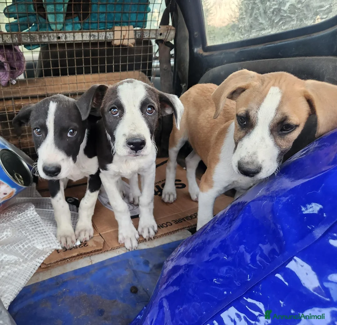 Meticcio cani in regalo: 3femmine sui 3mesi tg media COSENZA URGENTEEEE - Annuncio 1