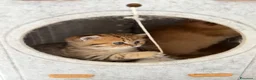 Scottish gatti in vendita: Scottish fold&straihgt - Annuncio 15