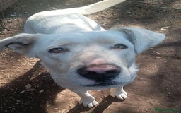 Labrador cani in regalo: Clara, occhioni da cerbiatto a Città metropolitana di Roma Capitale - Immagine 3
