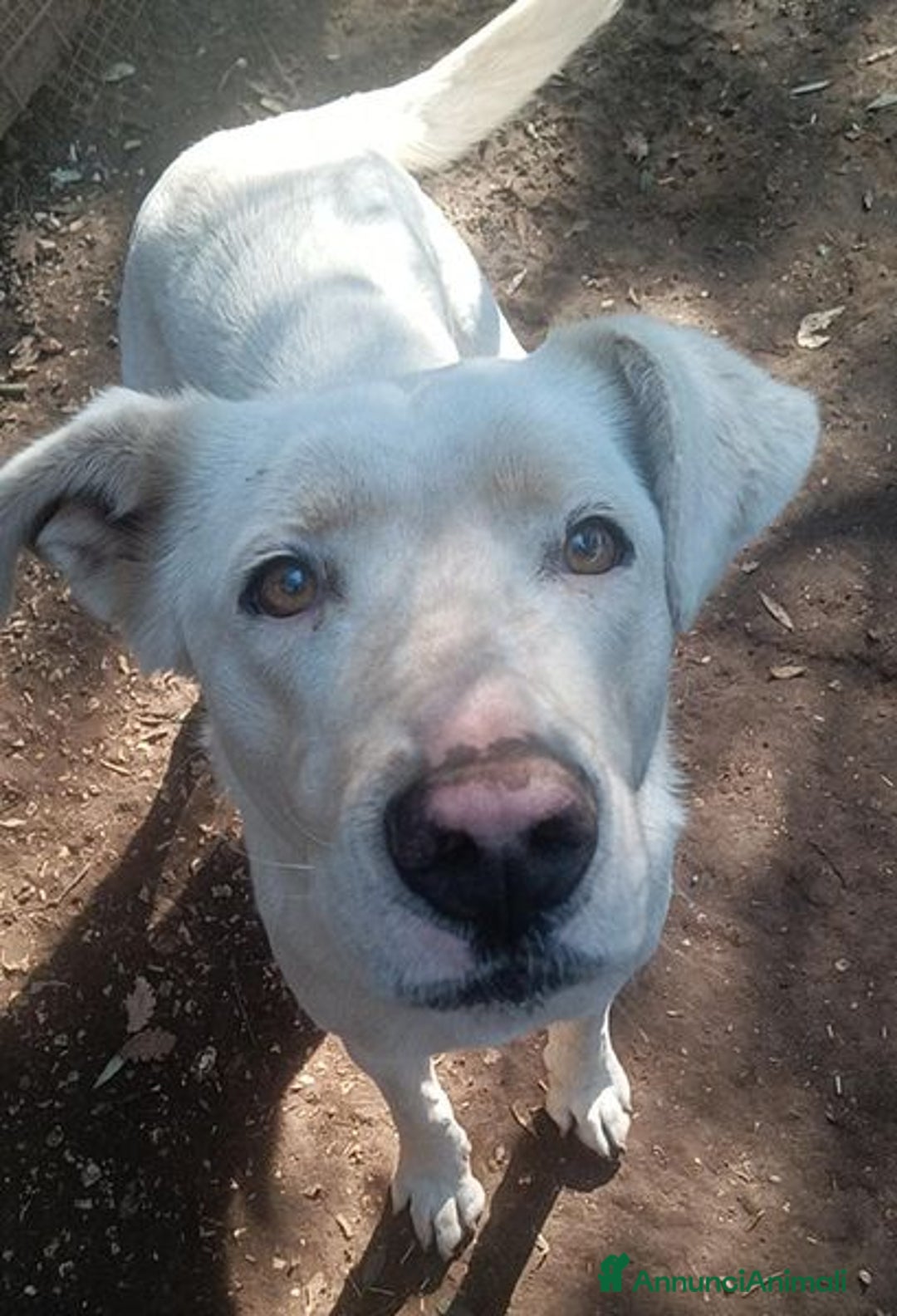 Labrador cani in regalo: Clara, occhioni da cerbiatto a Città metropolitana di Roma Capitale - Immagine 3