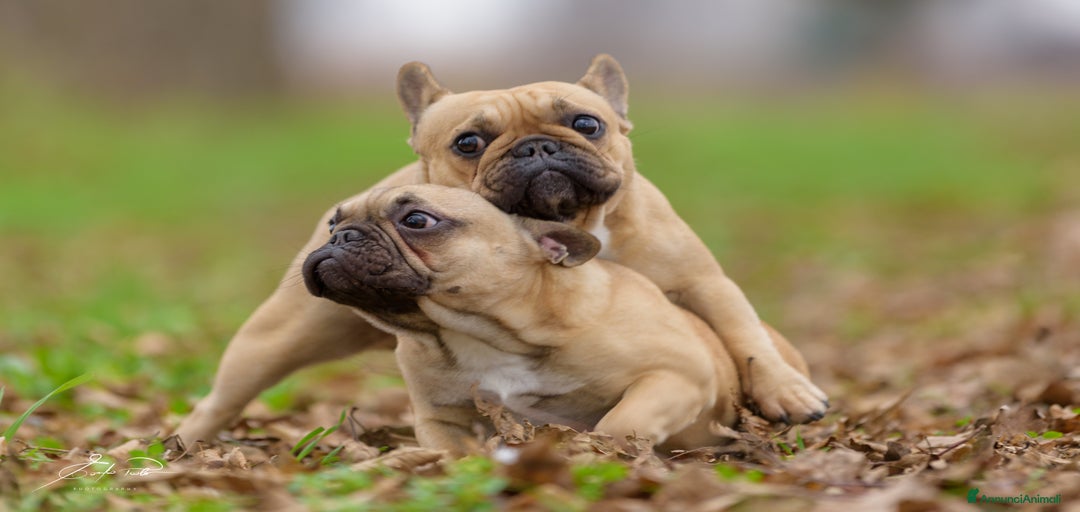 Immagine della galleria {{count}}