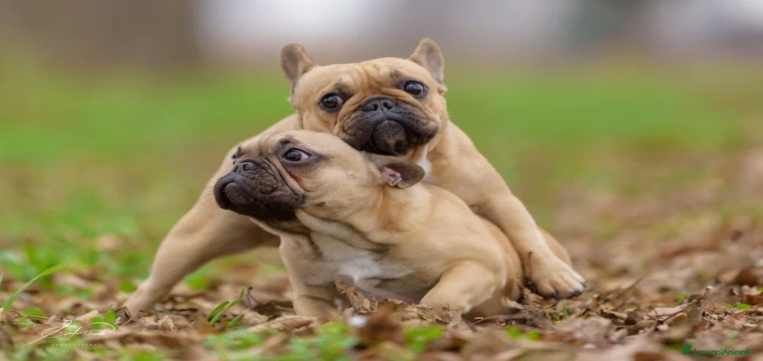 Immagine della galleria {{count}}