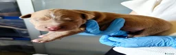 Pitbull cani in vendita: Cuccioli American Pitbull Terrier con pedigree - Annuncio 12