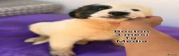 Meticcio cani in regalo: SERVONO ADOZIONI X SALVARLI  a Provincia di Modena - Annuncio 8