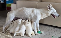 Pastore Svizzero cani in vendita: Cuccioli pastore svizzero bianco  a Province of Brescia - Immagine 18
