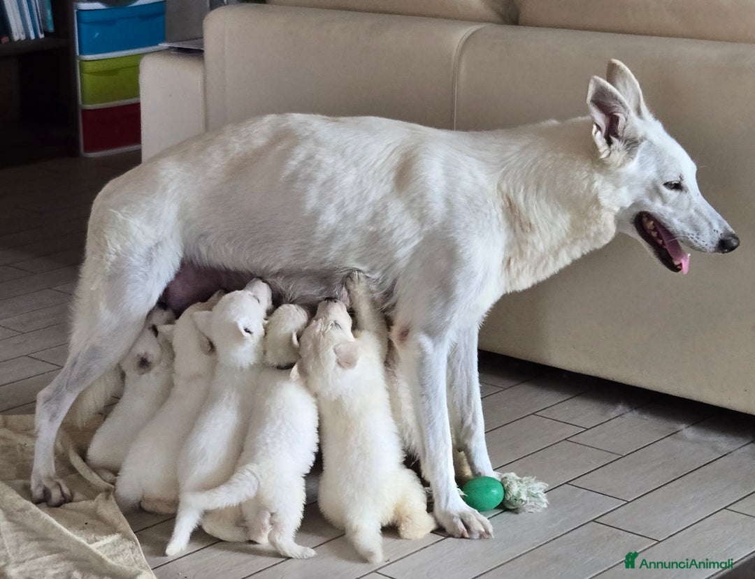 Pastore Svizzero cani in vendita: Cuccioli pastore svizzero bianco  a Province of Brescia - Immagine 18