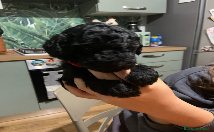 Barboncino cani - Annuncio 3