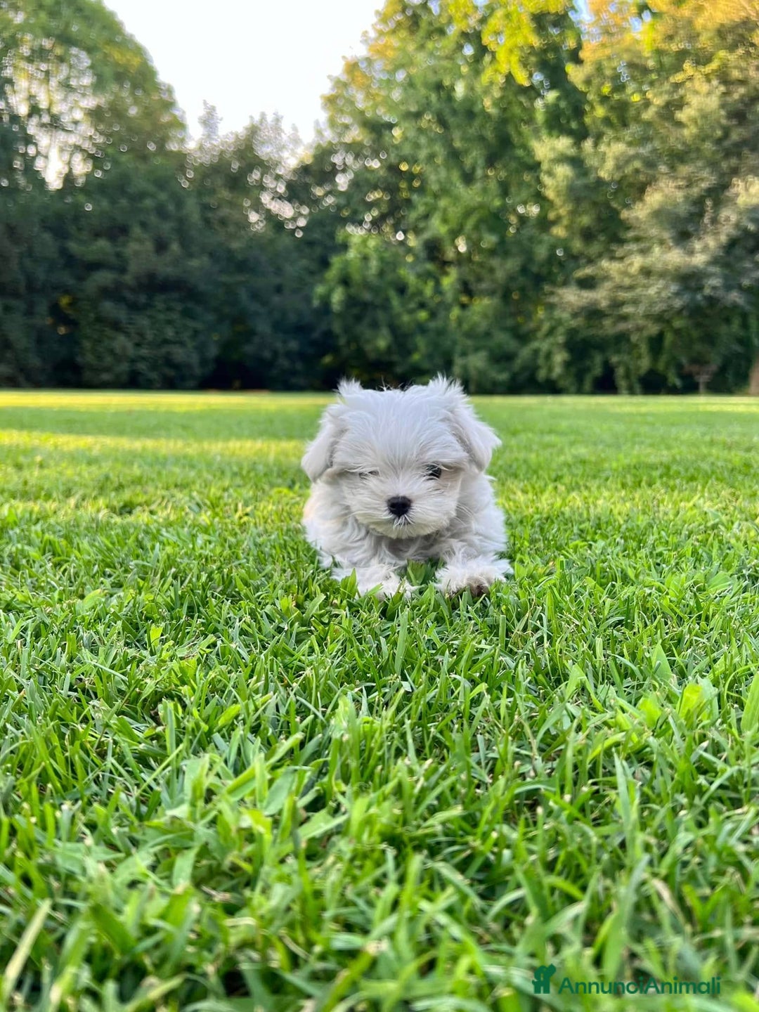 Maltese cani in vendita: Piccoli maltesi con pedigree ENCI a Città metropolitana di Roma Capitale - Immagine 3