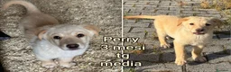 Meticcio cani in regalo: TROPPI CUCCIOLI SOLI IN RIFUGIO  a Provincia di Verona - Annuncio 2