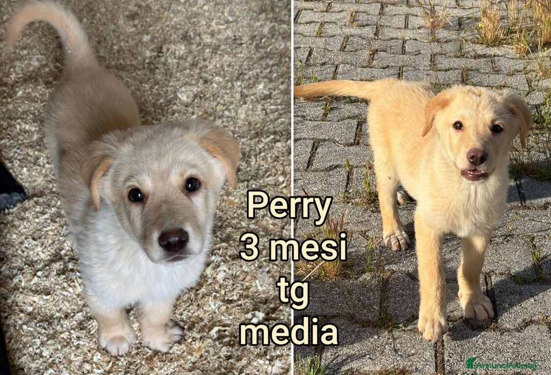 Meticcio cani in regalo: TROPPI CUCCIOLI SOLI IN RIFUGIO  a Provincia di Verona - Annuncio 2