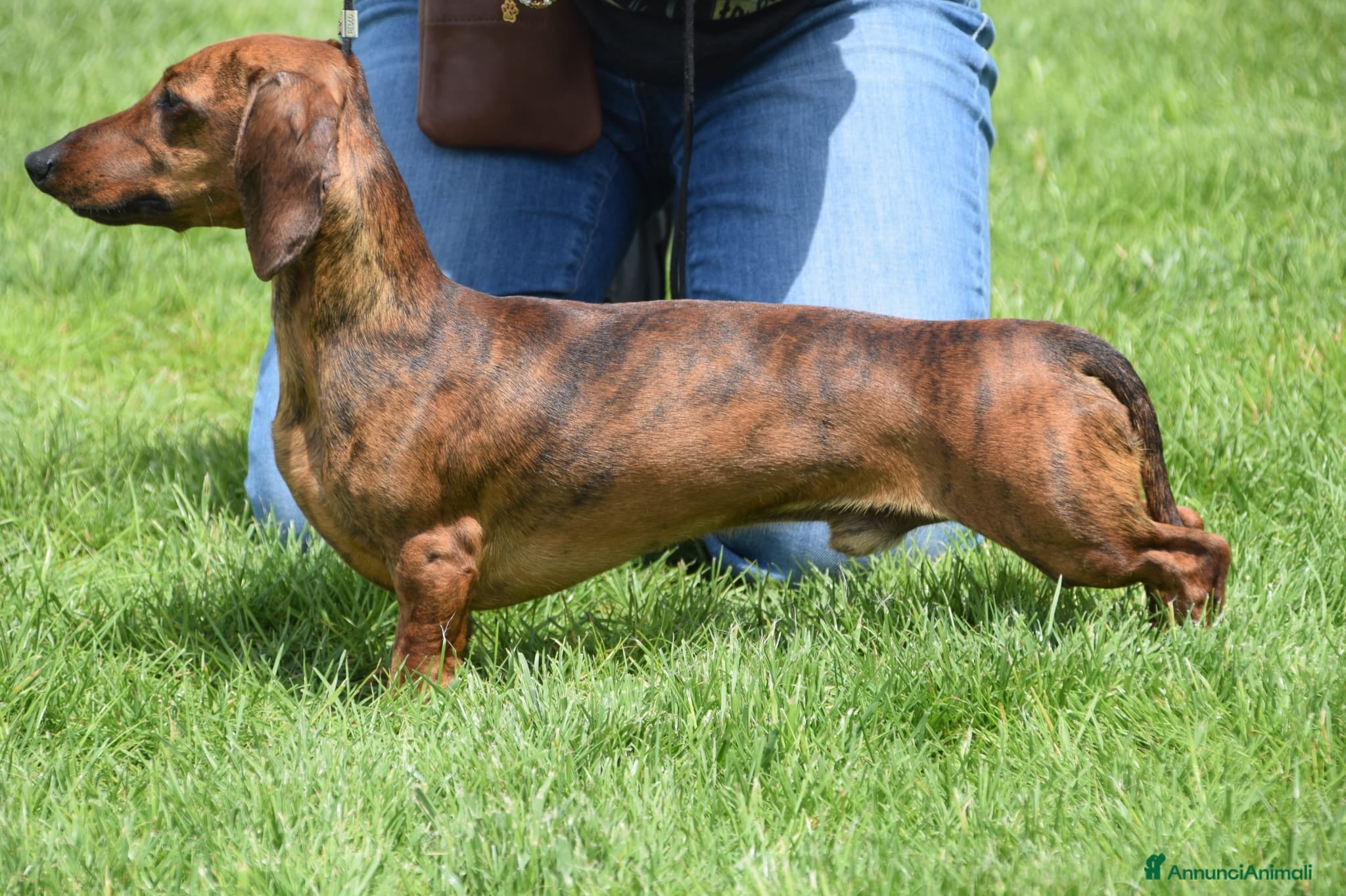 Bassotto cani Bassotto nano, per accoppiamento - Annuncio 24