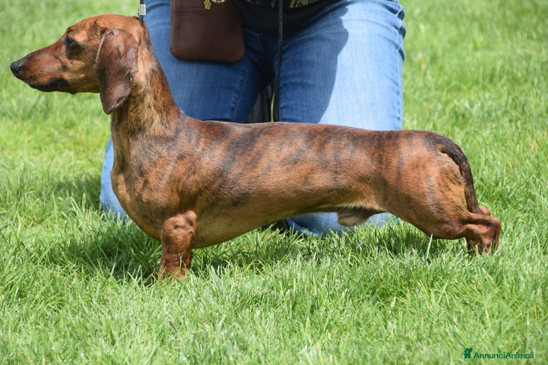Bassotto cani per accoppiamento: Bassotto nano, per accoppiamento - Annuncio 1