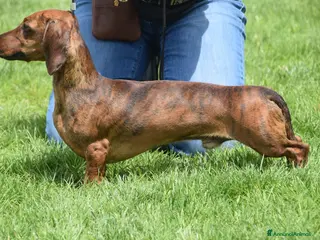 Bassotto cani Bassotto nano, per accoppiamento - Annuncio 7