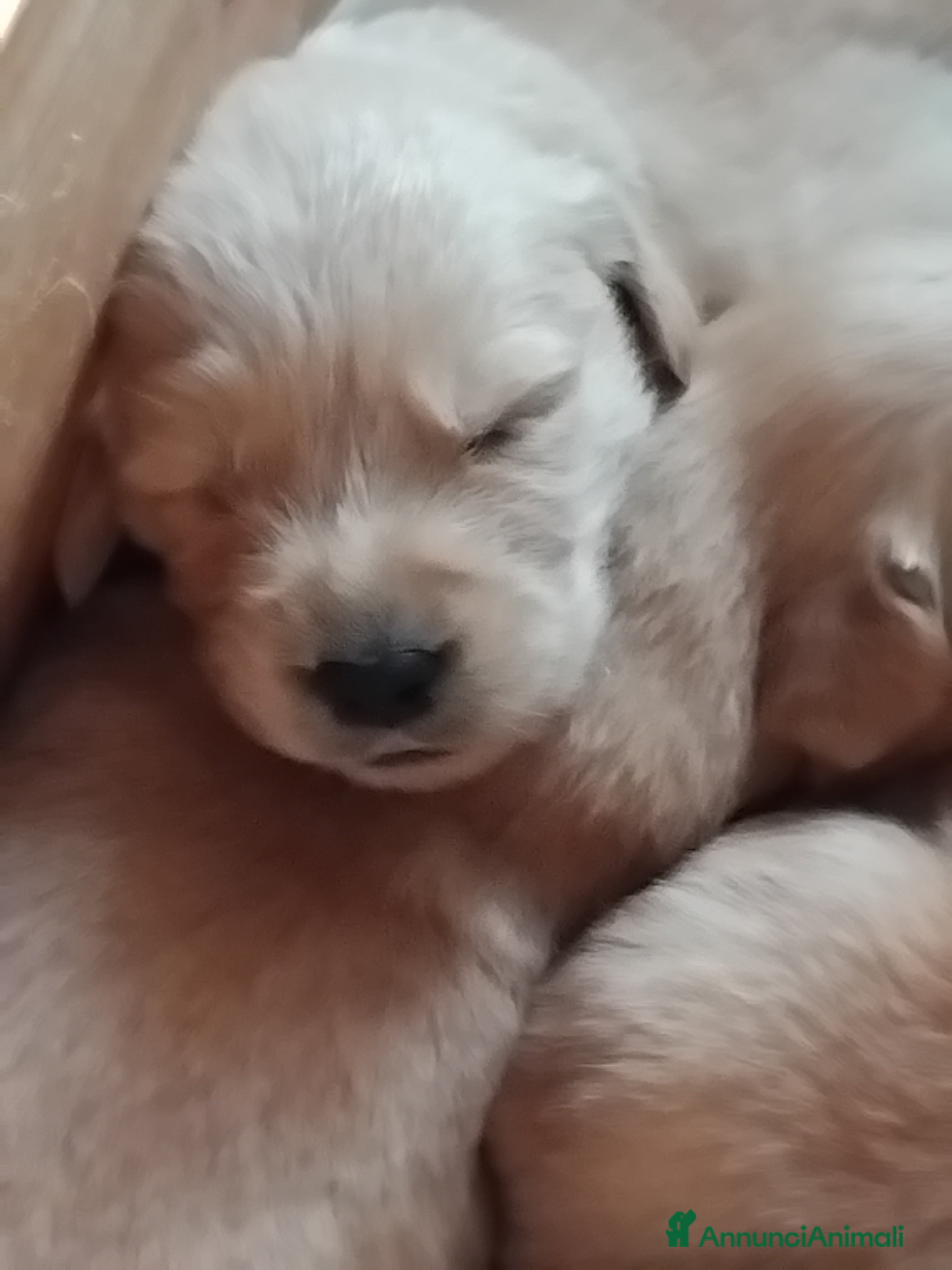 Golden Retriever cani Cuccioli Golden angloamericani  - Annuncio 2