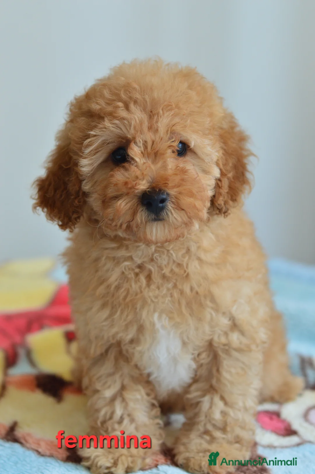 Meticcio cani in vendita: Barboncino nano e toy - Annuncio 2