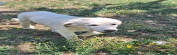 Pastore Abbruzzese Maremmano cani in vendita: Cucciolo di Pastore Maremmano-Abruzzese Maschio - Annuncio 7