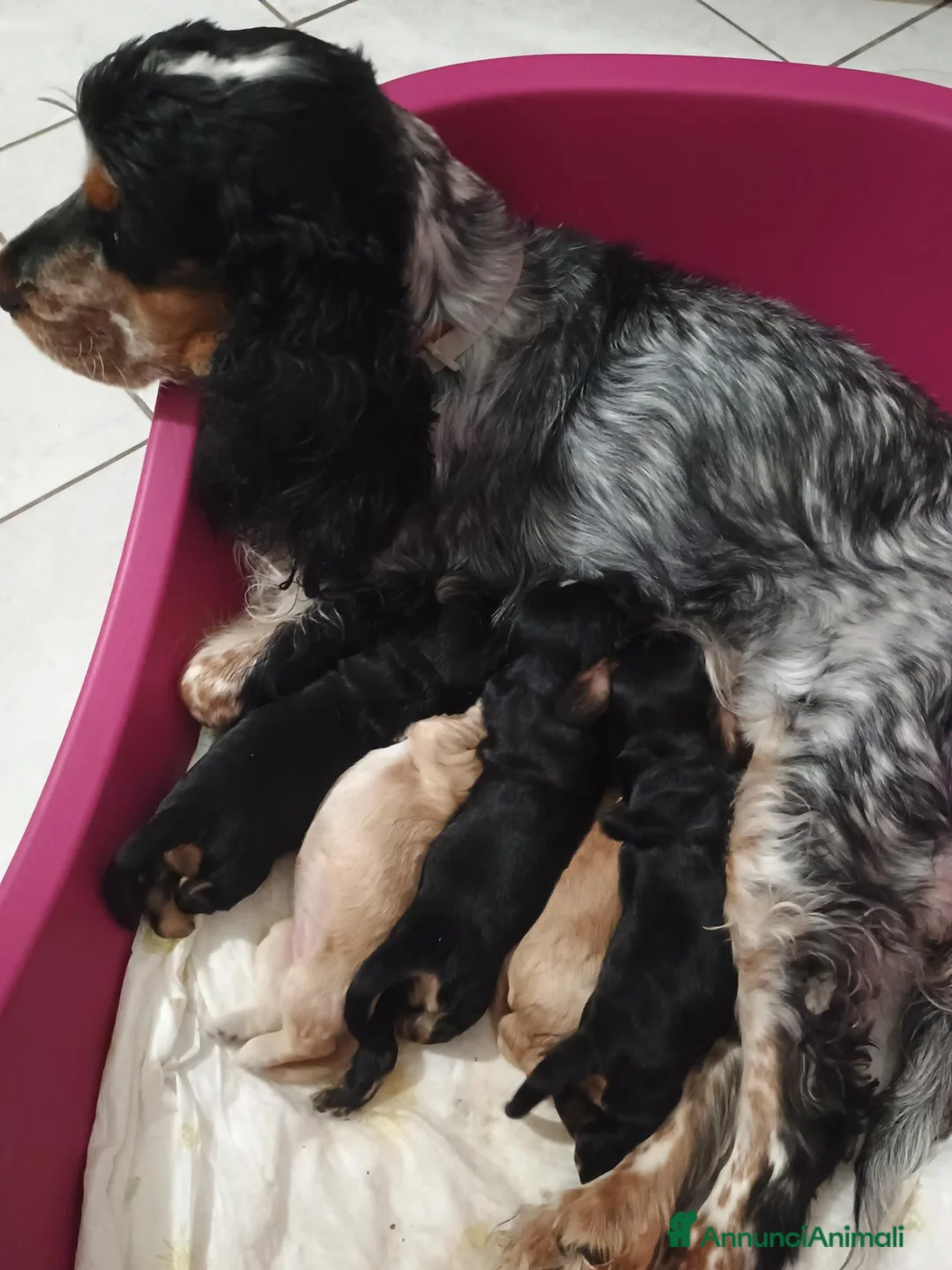 Cocker cani in vendita: Cocker spaniel - Annuncio 1