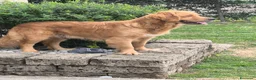 Golden Retriever cani in vendita: Golden retriever 90%linea americana pedigree ENCI  - Annuncio 4