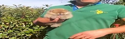 Volpino Pomerania cani in vendita: Eccezionale cucciolo di Pomerania - Annuncio 2