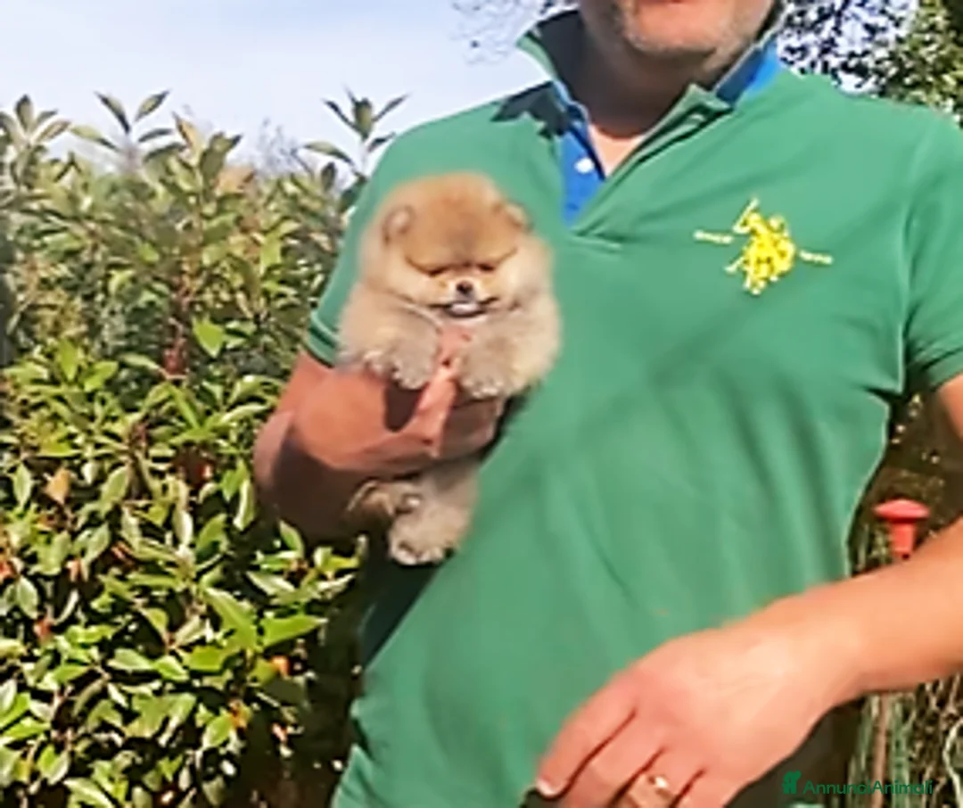 Volpino Pomerania cani in vendita: Eccezionale cucciolo di Pomerania - Annuncio 2