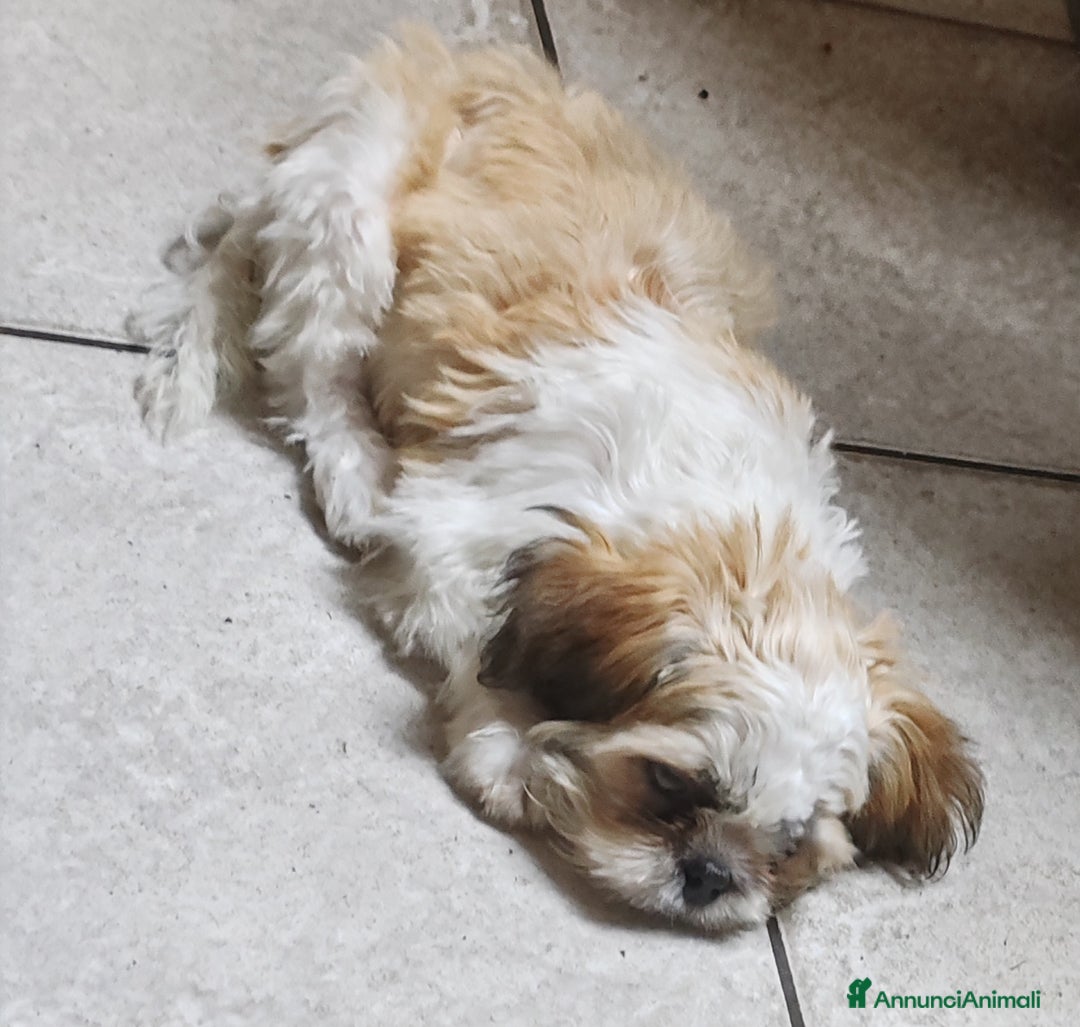 Shih Tzu cani in vendita: Cucciolo di shitzu - Immagine 2