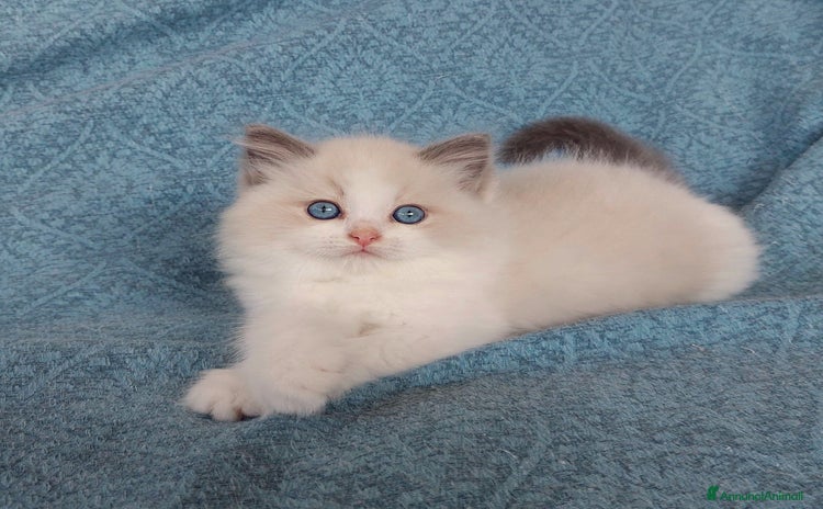 Ragdoll gatti a Città Metropolitana di Bologna - Annuncio 3