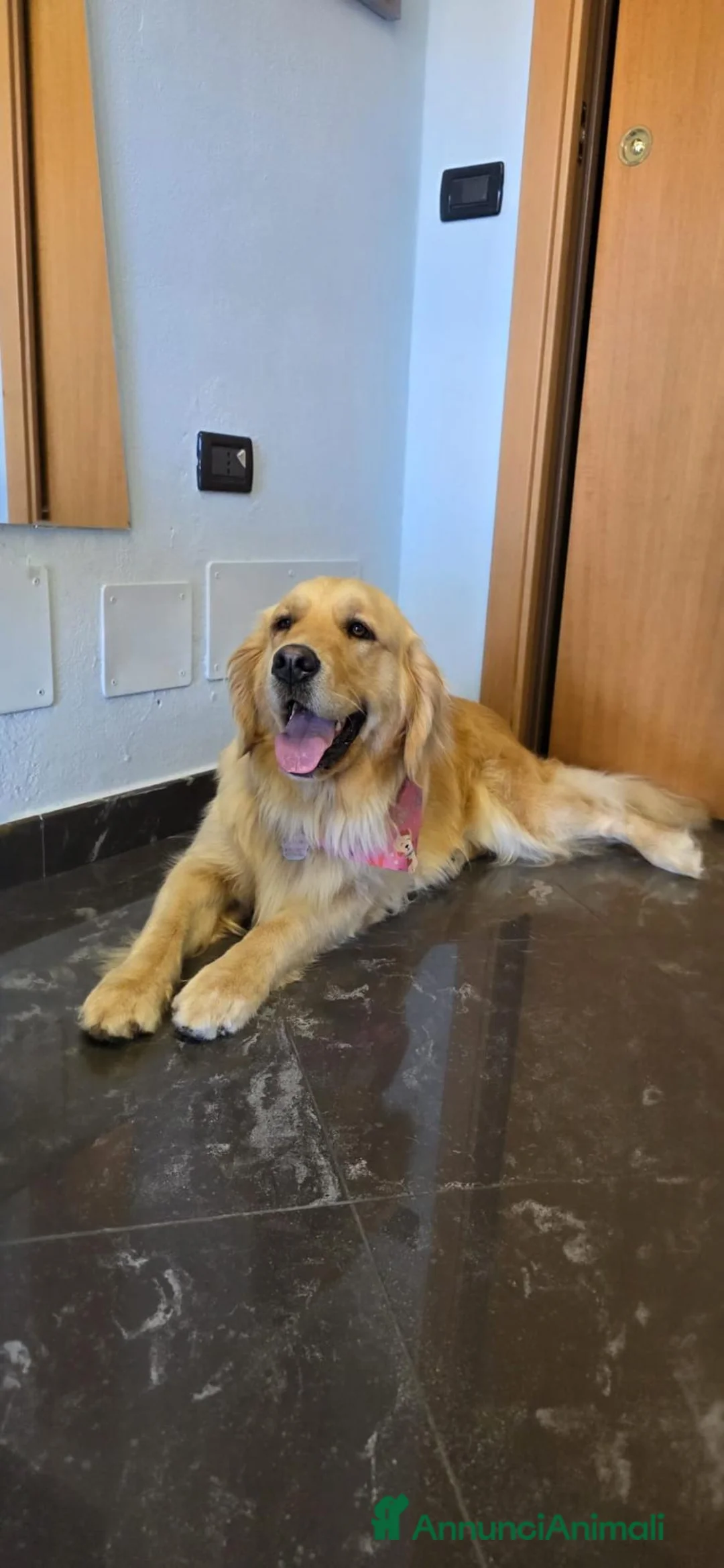Golden Retriever cani in vendita: Cuccioli Golden Retriever a Provincia di Savona - Annuncio 2
