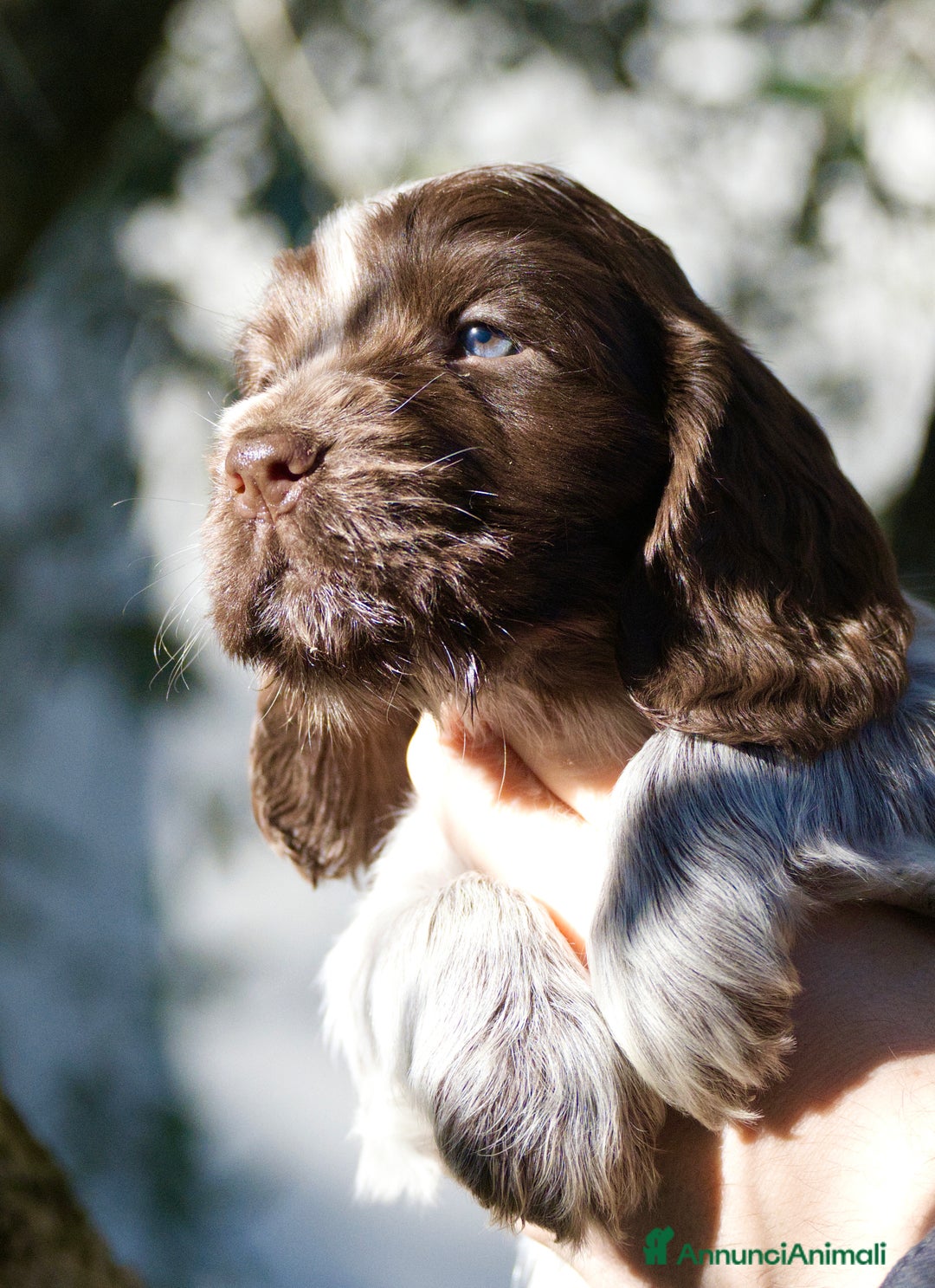 Cocker cani in vendita: Cocker Spaniel Inglesi - Cioccolato Roano  - Annuncio 20