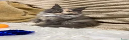 Maine Coon gatti in vendita: Cuccioli Maine coon  - Annuncio 2
