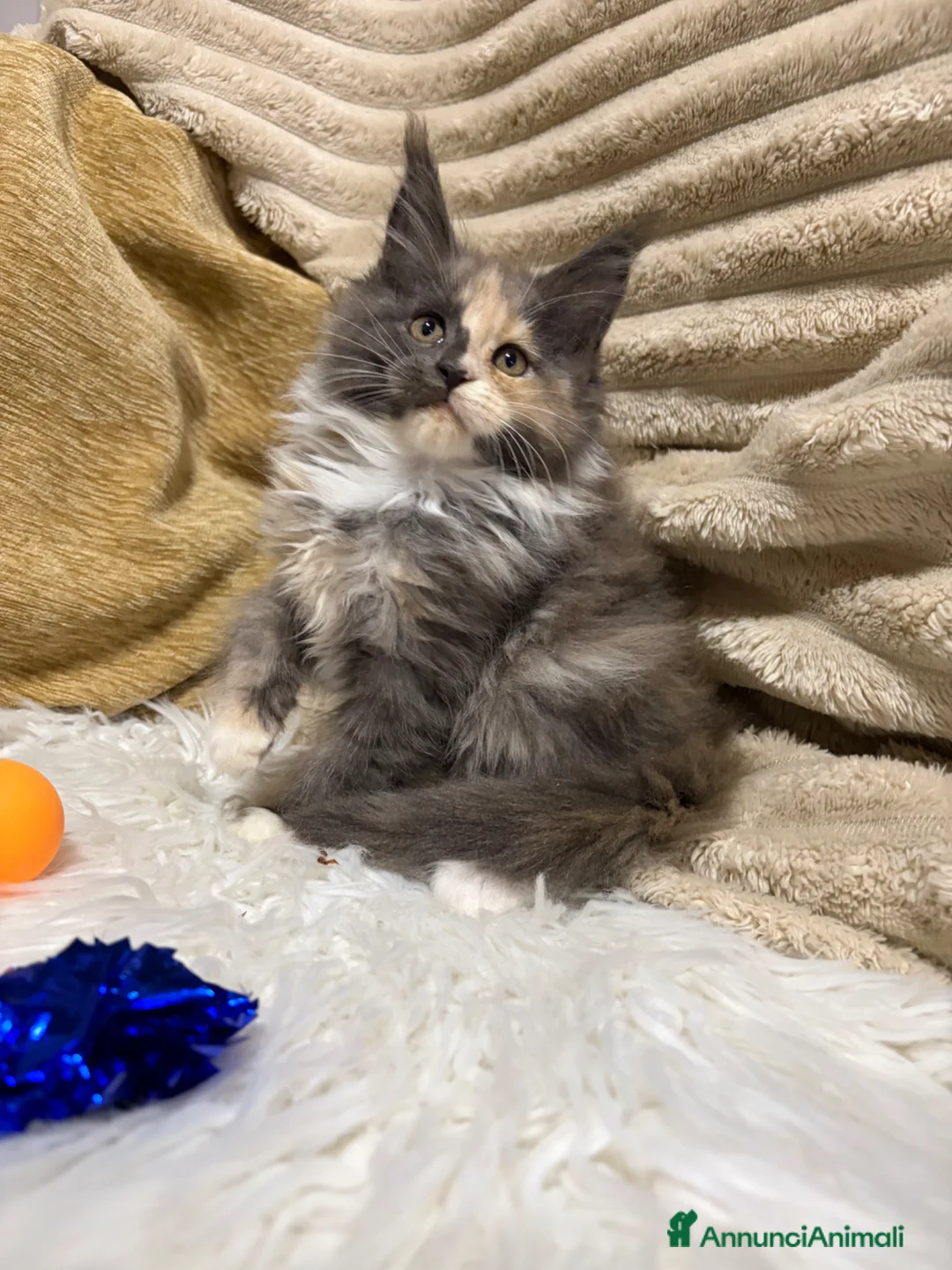 Maine Coon gatti in vendita: Cuccioli Maine coon  - Annuncio 2