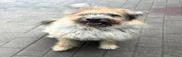 Meticcio cani in regalo: SPANK SPERA DI TROVARE UNA CASA - Annuncio 7