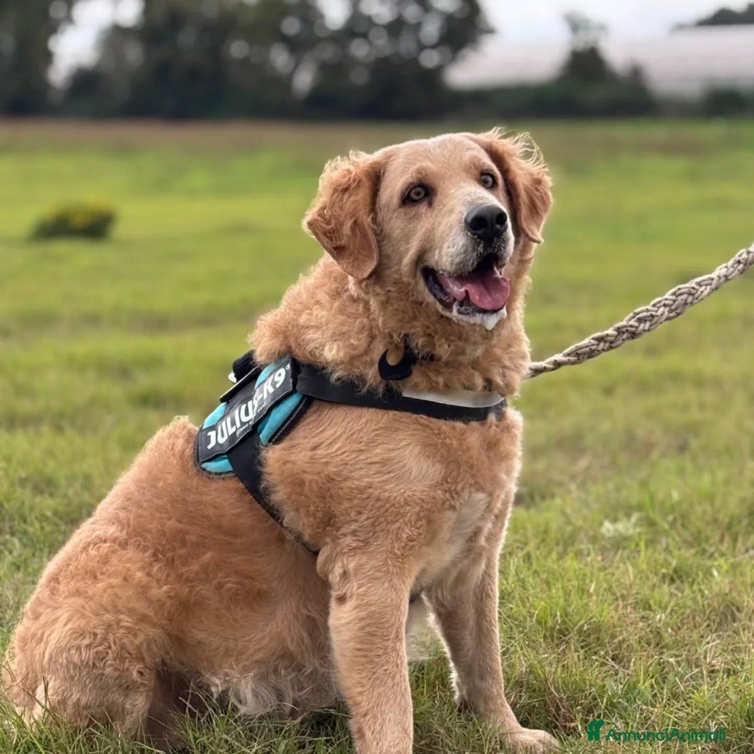 Golden Retriever cani in regalo: Filomena incrocio labrador golden retriever - Annuncio 3