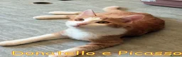 Europeo gatti in regalo: Donatello e Picasso gattini supercoccoli - Annuncio 2