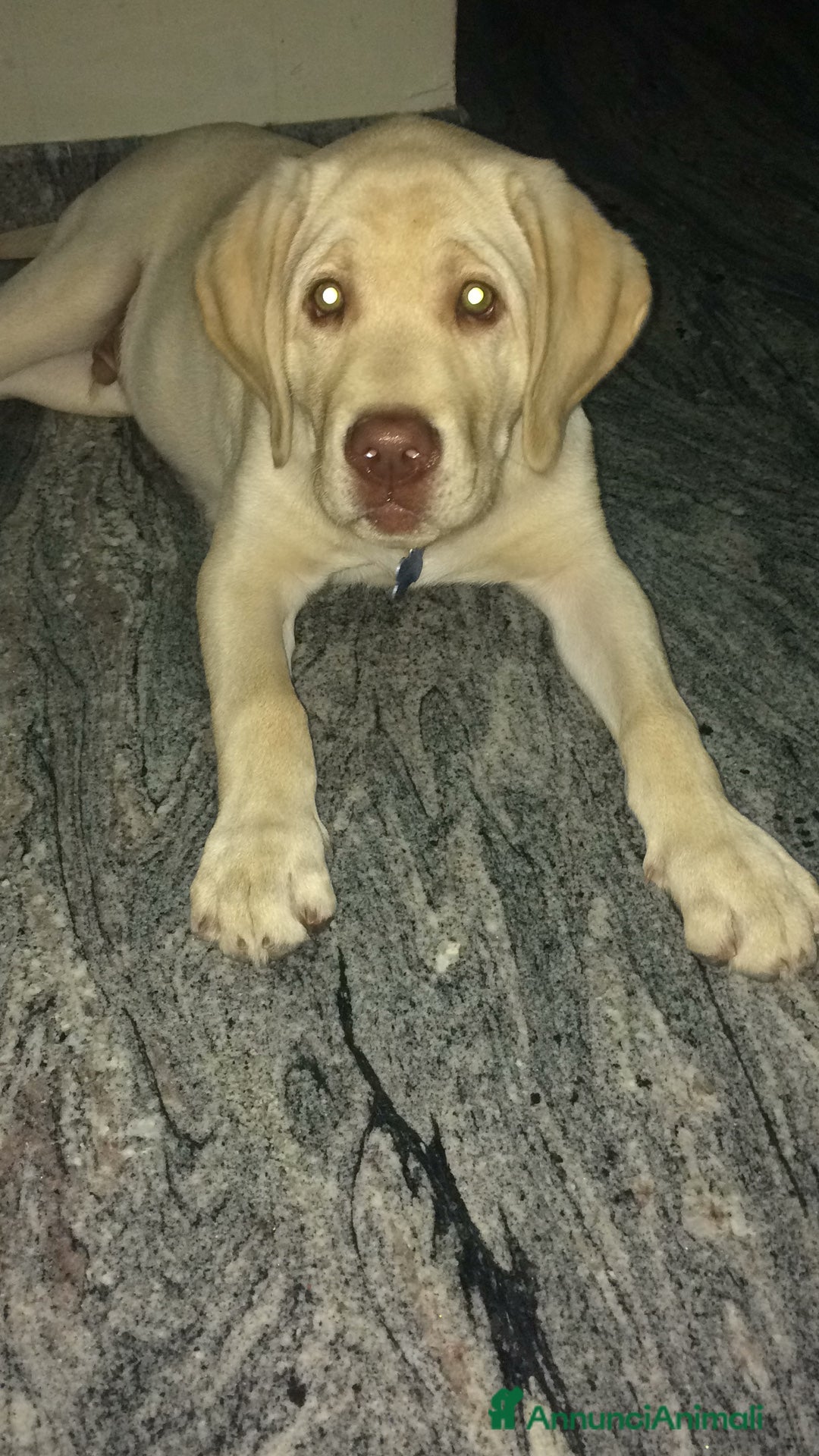 Labrador cani per accoppiamento: Seven cerca fidanzata.🐾🩵 - Annuncio 16