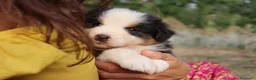 Australian Shepherd cani in vendita: Cuccioli pastore australiano - Annuncio 4