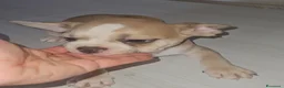 Bulldog Francese cani in vendita: Bulldog francese femmina  - Annuncio 9