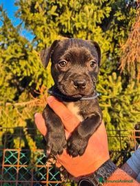 Staffordshire cani Staffordshire bull terrier - Annuncio 24