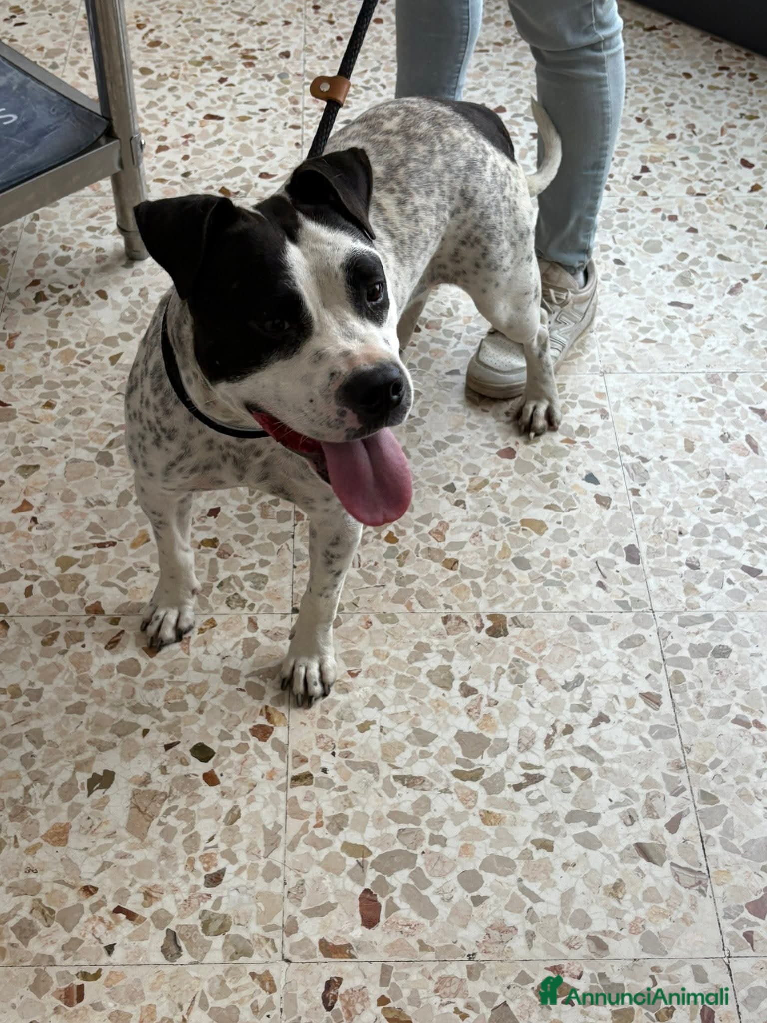 Meticcio cani 2 anni, Dolcissima, mini mollossina.  - Annuncio 1