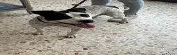 Meticcio cani in regalo: 2 anni, Dolcissima, mini mollossina.  - Annuncio 1