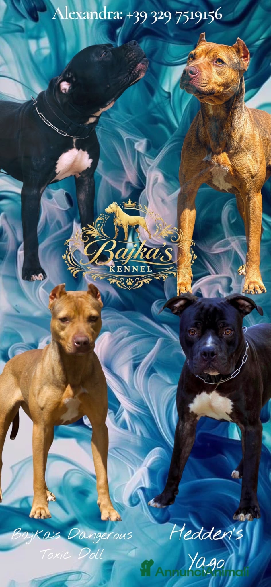 Pitbull cani Cuccioli di pitbull con pedigree  - Annuncio 5
