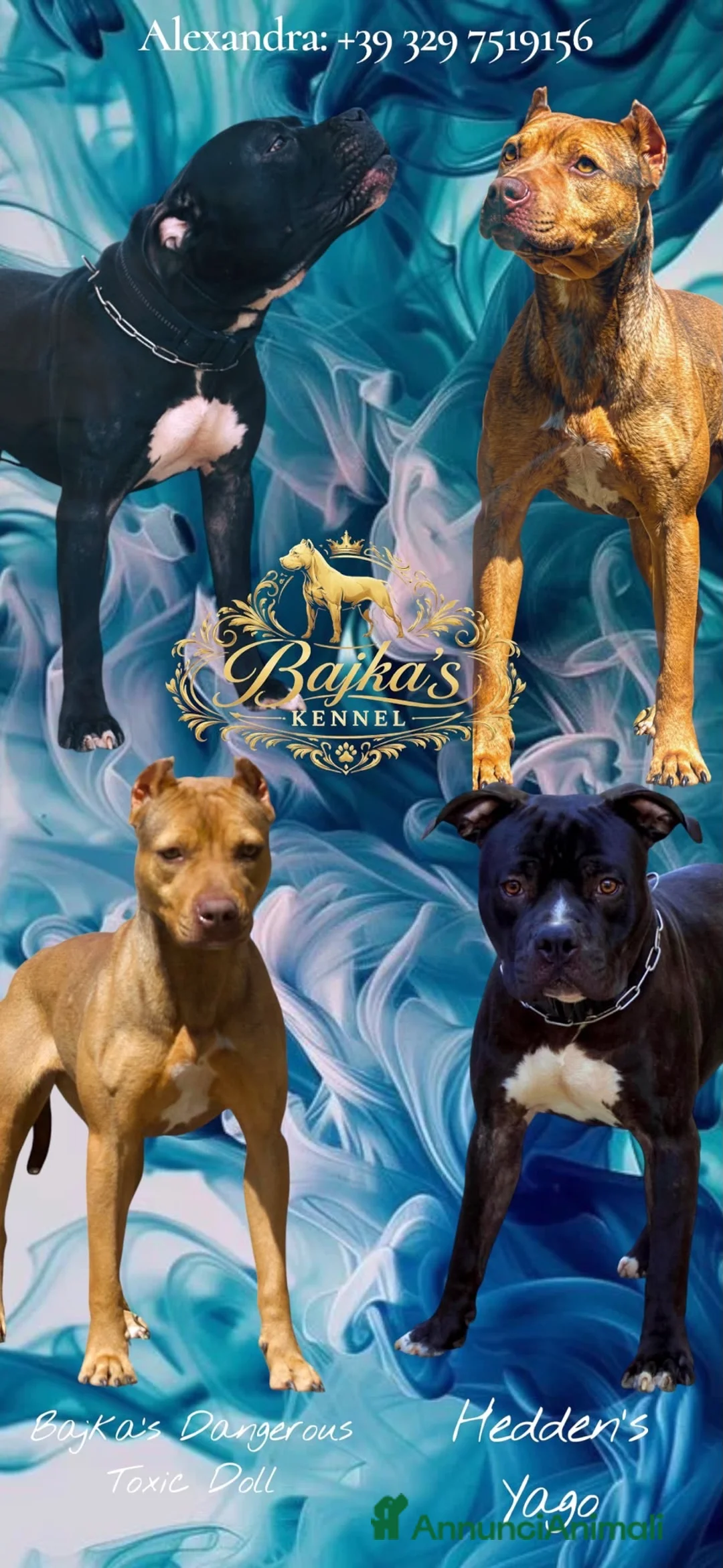 Pitbull cani in vendita: Cuccioli di pitbull con pedigree  - Annuncio 1