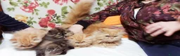 Persiano gatti in vendita: Cuccioli di Persiano - Annuncio 6
