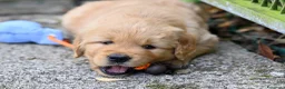 Golden Retriever cani in vendita: Allevamento professionale  cucciolata inglese - Annuncio 20