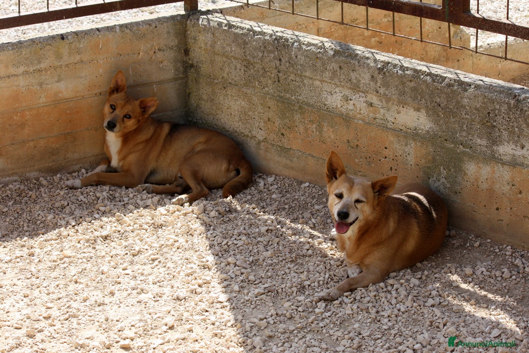 Altre razze cani in regalo: pingu in adozione - Annuncio 3