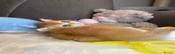 British gatti in vendita: Cuccioli British  - Annuncio 11