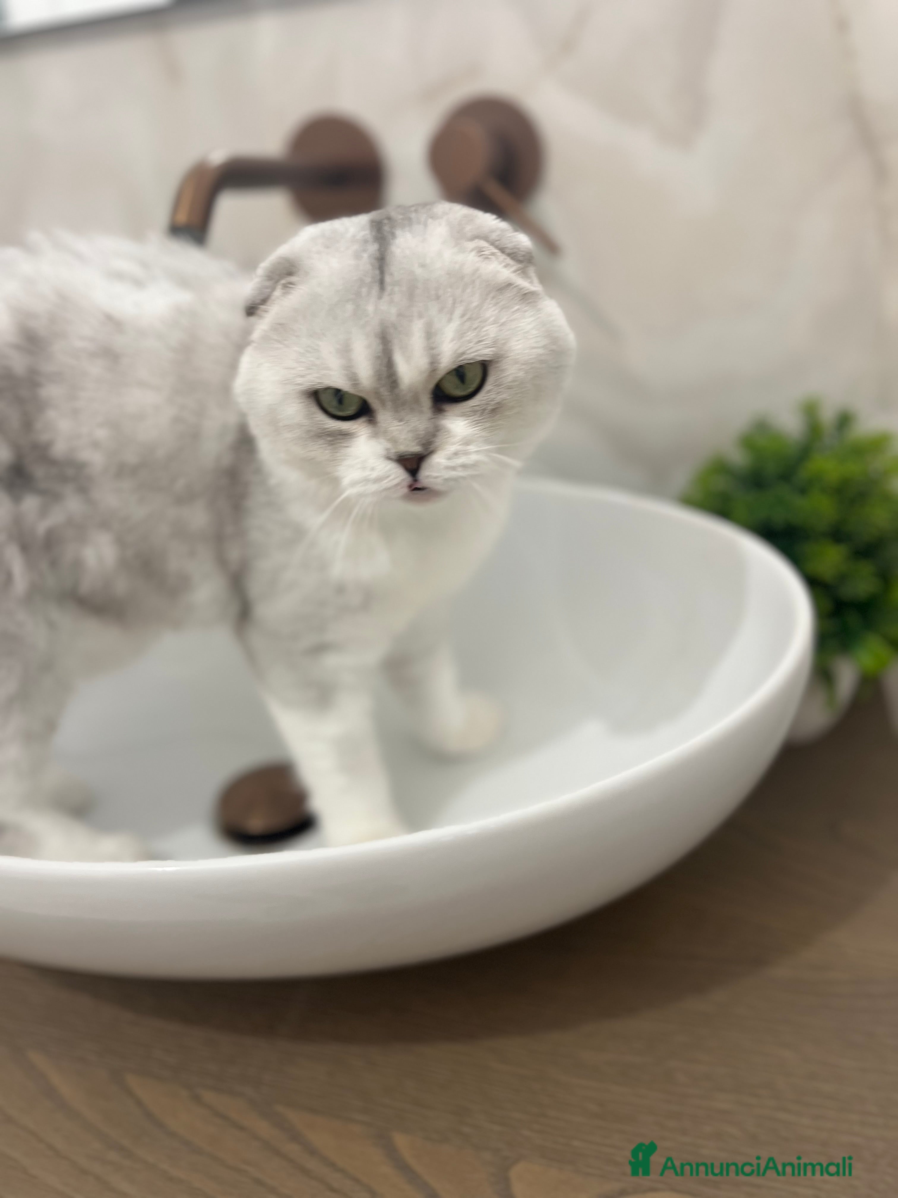 Scottish gatti In regalo - Annuncio 2