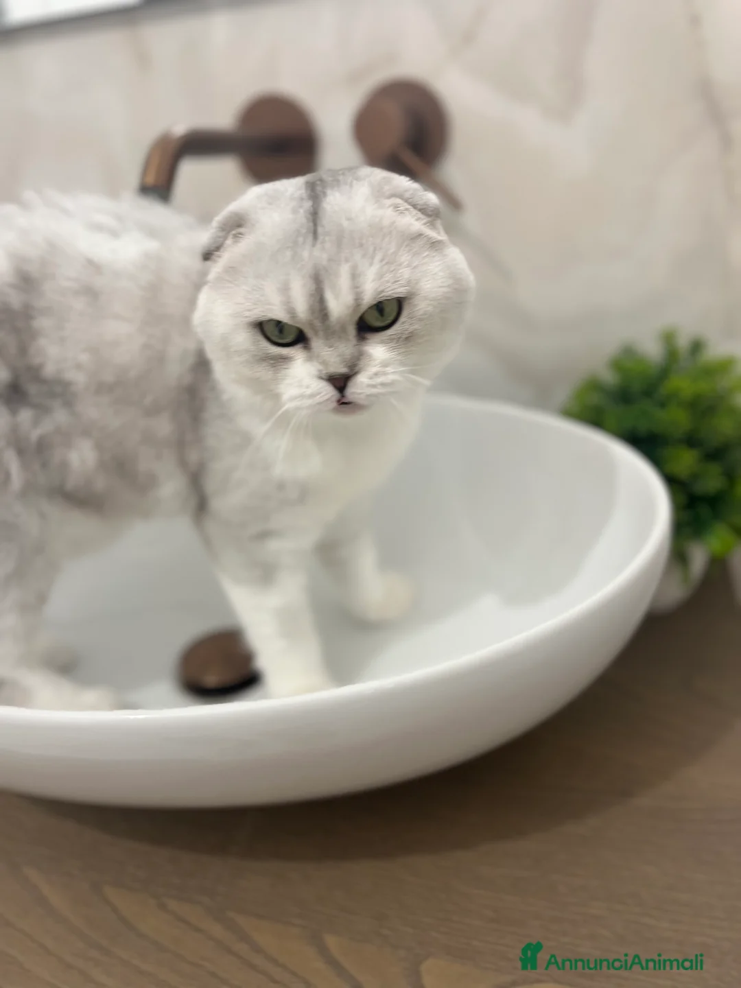 Scottish gatti in regalo: In regalo - Annuncio 2