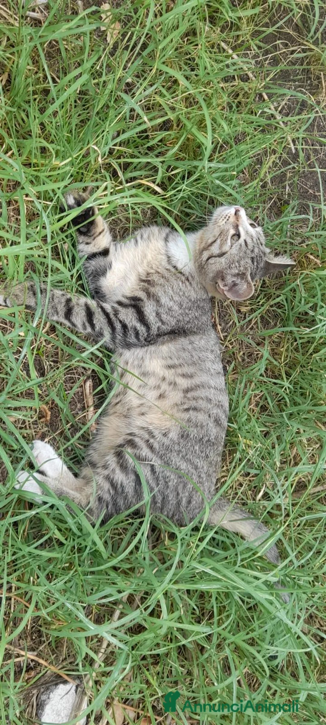Europeo gatti in regalo: Gattini a Città metropolitana di Catania - Annuncio 6