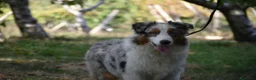Australian Shepherd cani in vendita: cucciolotti pastore australiano - australian  - Annuncio 8