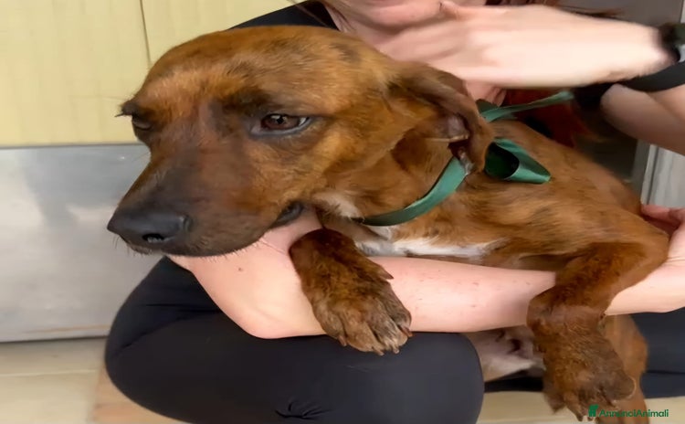 Segugio Maremmano cani a Città Metropolitana di Firenze - Annuncio 2